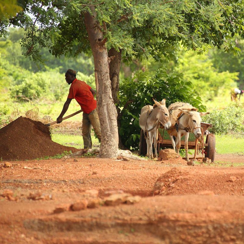 Les jeunes jardiniers de Dédougou