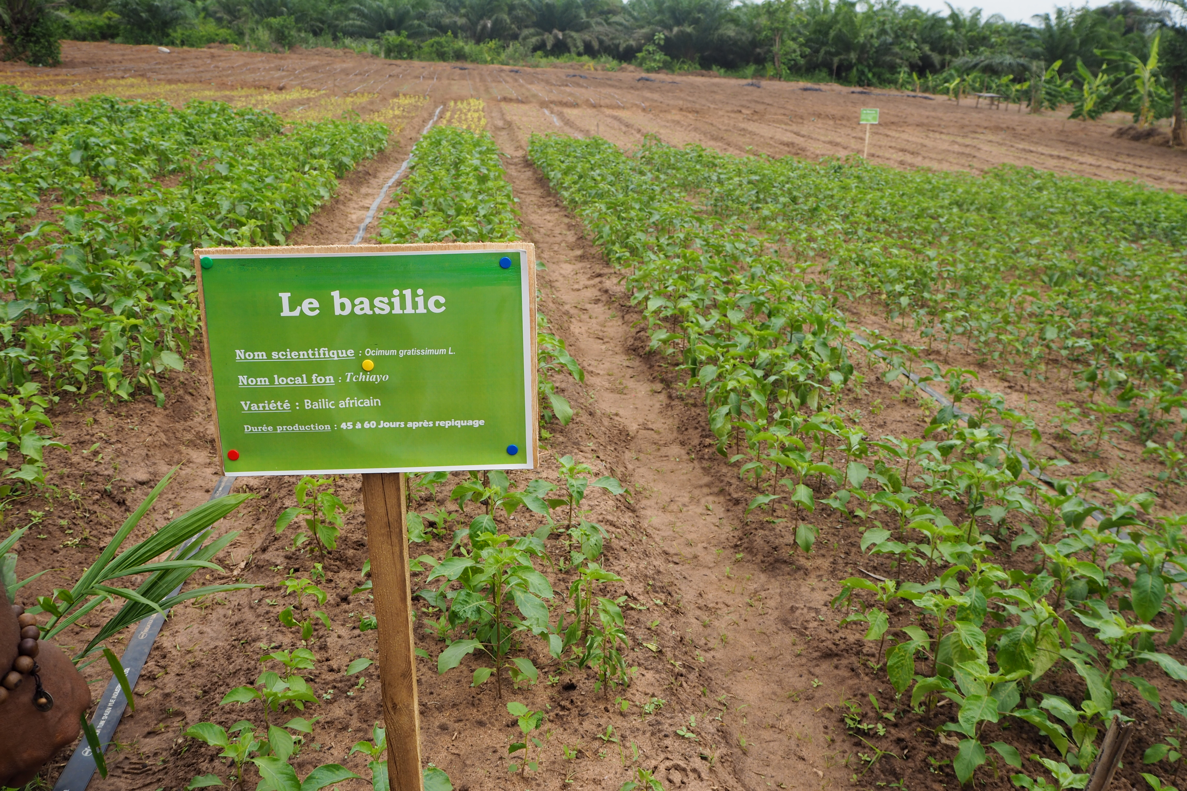 Promoting rural employment (gallery)